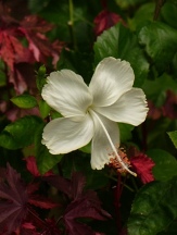 Dainty White, White Swan Hibiscus, Hibiscus rosa-sinensis 'Dainty White'
